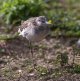 Greenshank 2 ( TH ) (1 of 1).jpg