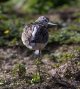 Greenshank 5 ( TH ) (1 of 1).jpg