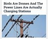 birdrones.jpg