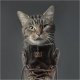 cat Boot.jpg cat Boot.jpg