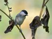 Marsh Tit.2.jpg