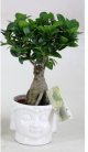 bonsai-ficus-ginseng-buddha-head.jpg bonsai-ficus-ginseng-buddha-head.jpg