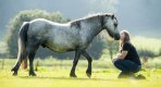 horse_backlit_93.jpg