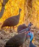 guinea fowl-2886.jpg