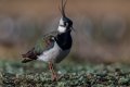 lapwing TF (1 of 1).jpg