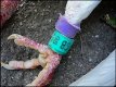 Tag on bird found by Canal at Long Buckby FX55_1000416.jpg