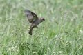 Hovering Sparrow 800.jpg Hovering Sparrow 800.jpg