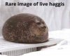 haggis live.jpg