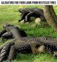 gators looking tyred.jpg