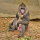 Mandrill.jpg