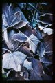 frosty leaf 1A.jpg frosty leaf 1A.jpg