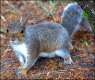 Squirrel on ground Sidmouth DSC02126.JPG