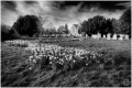 Titchfield Daffs_1500px.jpg Titchfield Daffs_1500px.jpg