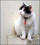 White and black cat on wall NIK_1599.jpg