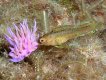 Nudibranch and Blenney.jpg