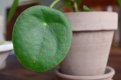 Leaf Money Pot 5.jpg