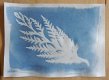 Cyanotype 01.jpg