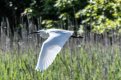 Egret in Flight.jpg