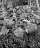 2014-8, Allotment onions, Tmax 100, Tmax dev, 7m30s 20c, Jobo, 008.jpg