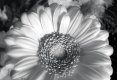 RZ67 Gerbera Portra 400, 1.jpg RZ67 Gerbera Portra 400, 1.jpg