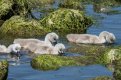 cygnets.jpg