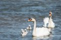 swan family1.jpg