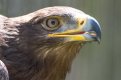 harris hawk eye.jpg