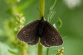 Ringlet (1 of 1).JPG