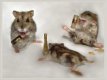 drunk-hamsters-635x476.jpg