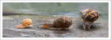 Week 26 - Mother Nature - snails-sm.jpg Week 26 - Mother Nature - snails-sm.jpg