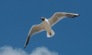 seagull.PNG
