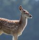 deer_1.jpg