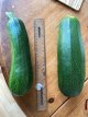 courgettes.jpg