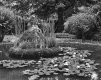 TP 2 lilly fountain[1].jpg