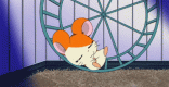 hamster.gif
