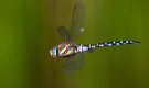 Migrant hawker 3.jpg
