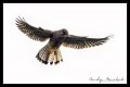 Kestrel Full Hover Colin.jpg