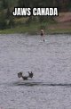 jaws.jpg