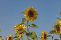 Sunflowers-3258.jpg Sunflowers-3258.jpg