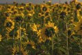 Sunflowers-3260.jpg Sunflowers-3260.jpg