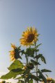 Sunflowers-3269.jpg Sunflowers-3269.jpg