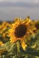 Sunflowers-3302.jpg Sunflowers-3302.jpg