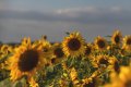 Sunflowers-3303.jpg Sunflowers-3303.jpg