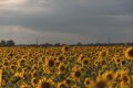 Sunflowers-3313.jpg Sunflowers-3313.jpg