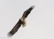 f Sea Eagle 6-1.jpg f Sea Eagle 6-1.jpg