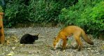 fox and cat.jpg fox and cat.jpg