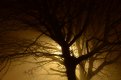 foggytreenightsmall.jpg