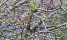Greenfinch-1.jpg