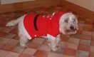 SantaDog Small.jpg