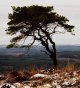 Lone tree Knockman Wood.jpg